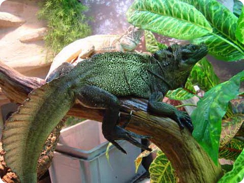 Парусная ящерица Вебера (Hydrosaurus weberi)