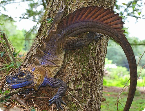 Филиппинская парусная ящерица (Hydrosaurus pustulatus)