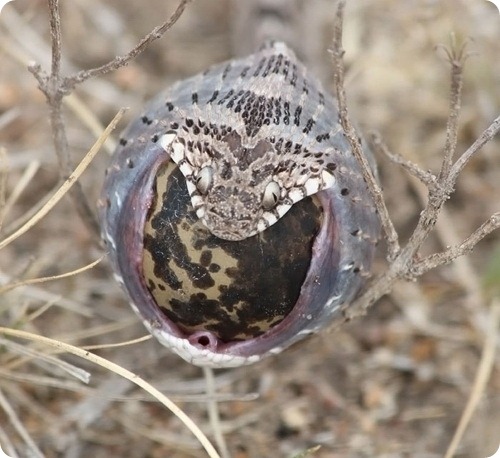 Африканский яйцеед Dasypeltis scabra