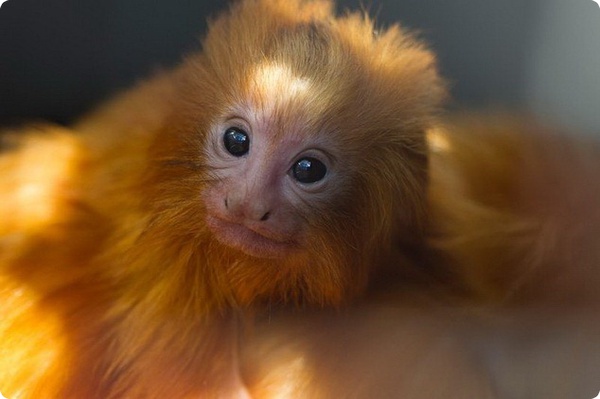 В зоопарке Швейцарии родились детёныши золотистой игрунки