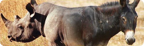Носороги о ослы