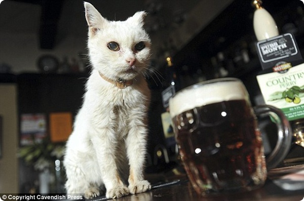 Секрет кошки-долгожительницы Рози – пиво?!