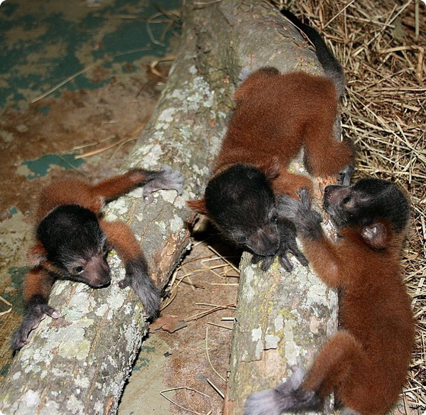 В зоопарке Jackson Zoo родились четыре малыша лемура