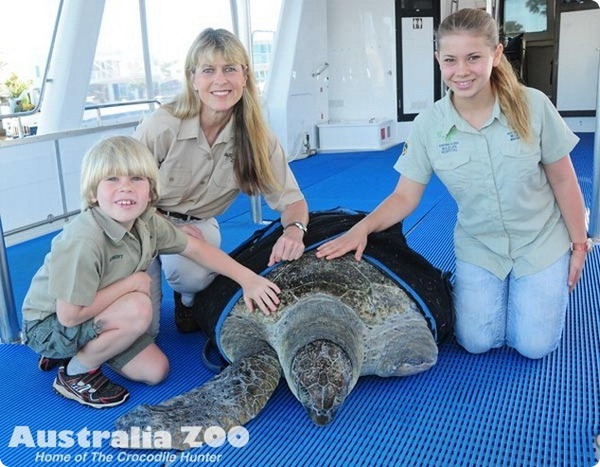 Зоопарк Australia ZOO выпустил на волю морскую черепаху