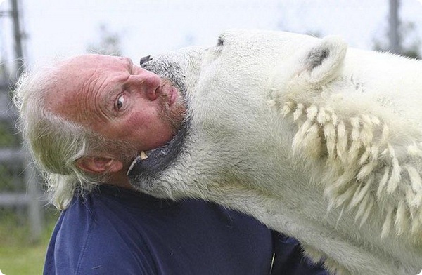 Дружба с белым медведем