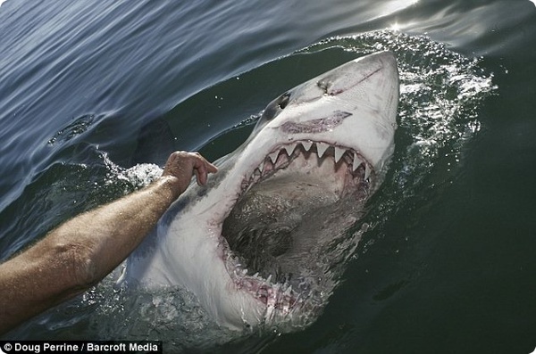 А вы бы смогли пощекотать акулу?