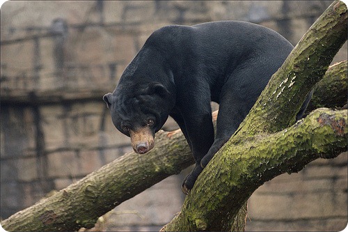 Малайский медведь или Бируанг