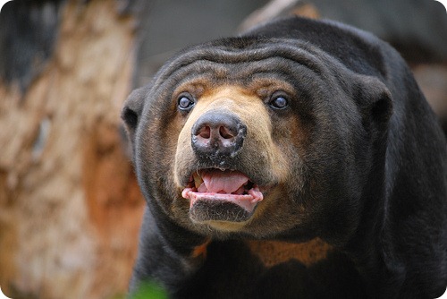 Малайский медведь или Бируанг