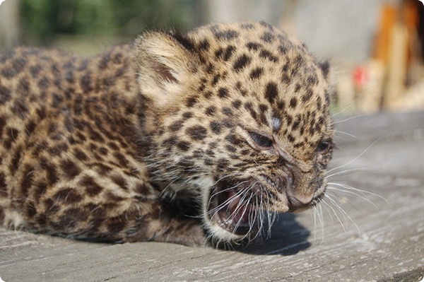 В Nyíregyházi zoo родился детёныш африканского леопарда