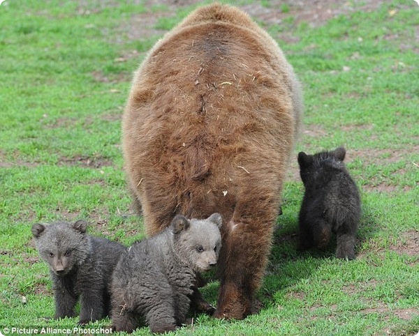 Трое медвежат из немецкого парка дикой природы