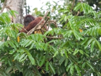 Орангутаны строят гнезда как настоящие инженеры
