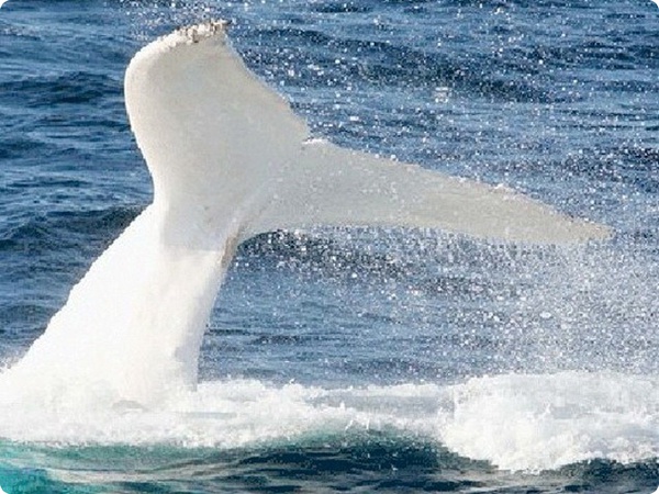 У берегов Камчатки обнаружена уникальная белая косатка