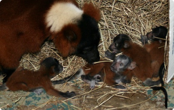 В зоопарке Jackson Zoo родились четыре малыша лемура