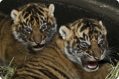 Суматранские тигры из Сан-Диего