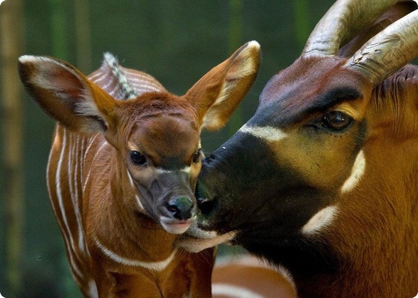 Новорожденный малыш антилопы бонго