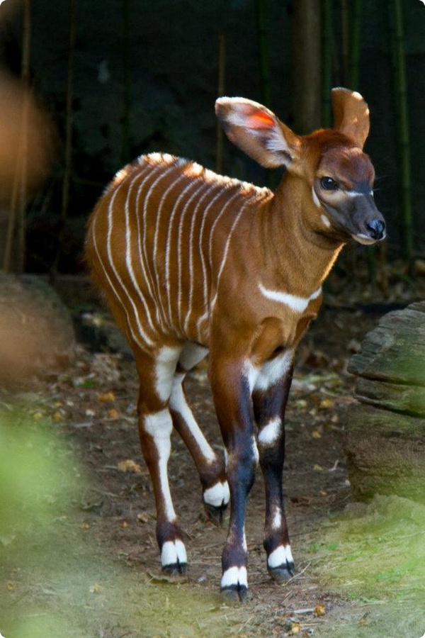 Новорожденный малыш антилопы бонго