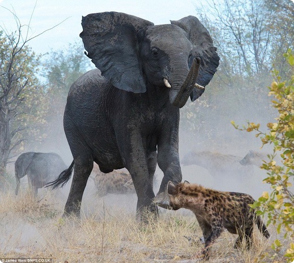 Отважная слоно-мама против злобных гиен