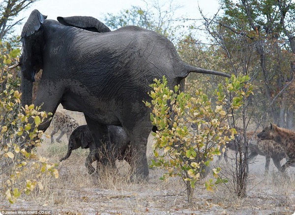Отважная слоно-мама против злобных гиен