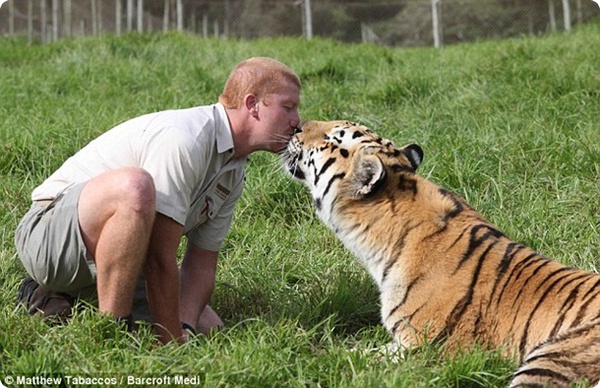 Тигр и человек – лучшие дррррузья!