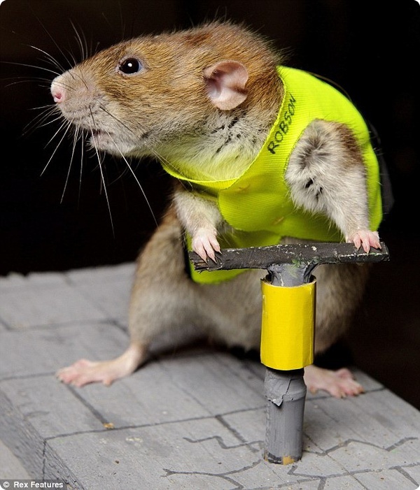 Лондонский конкурс крысиных талантов