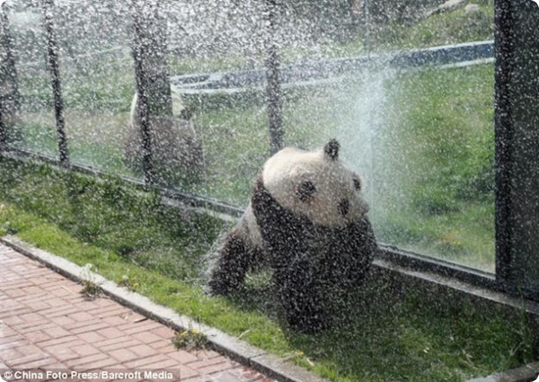 Водные процедуры для панды