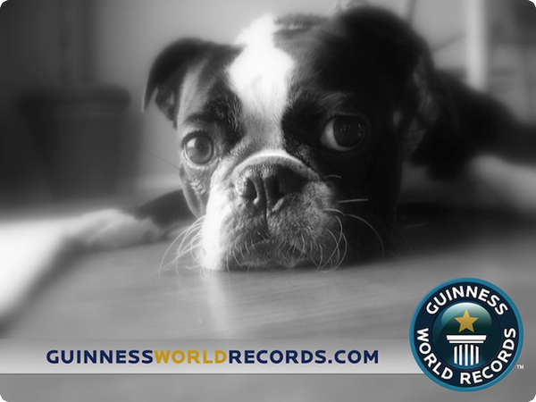 Пёс с самыми большими глазами попал в книгу рекордов Гиннесса