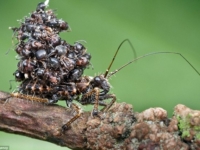 Убийца-муравьёв из Малайзии