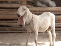Китайский овцевод отказался продавать редкого барана