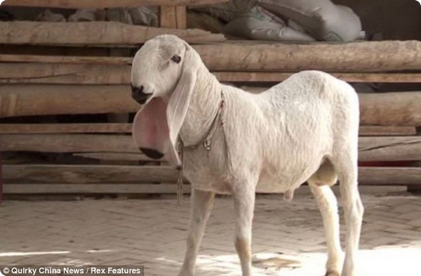 Китайский овцевод отказался продавать редкого барана
