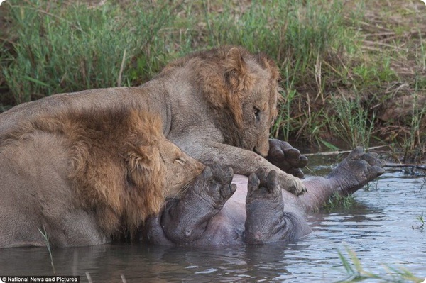 Смертельная схватка между львами и бегемотом