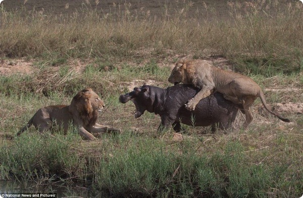 Смертельная схватка между львами и бегемотом