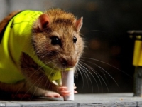 Лондонский конкурс крысиных талантов