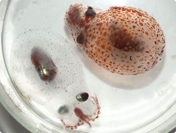 Осьминоги и кальмары обладатели уникальной маскировкой