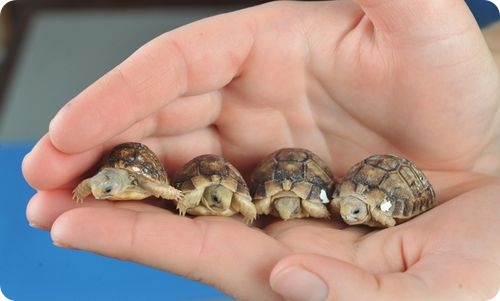 Египетские черепахи из Хэмпшира