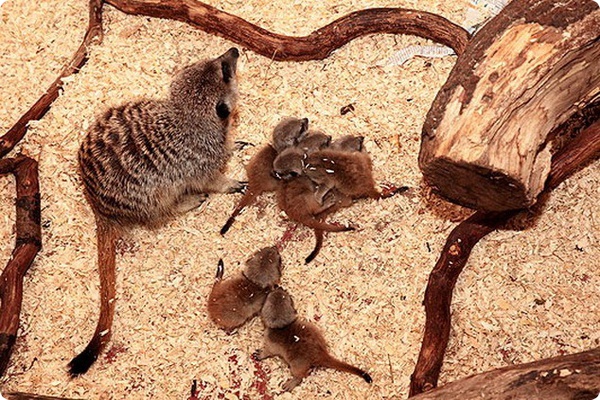 Шесть детёнышей суриката родились в зоопарке Англии