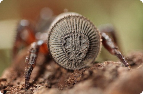 Пауки Циклокосмия (лат. Cyclocosmia)