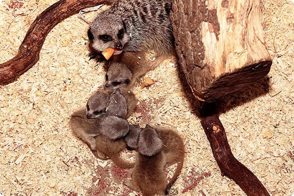 Шесть детёнышей суриката родились в зоопарке Англии