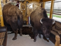 Бизоны, живущие в доме «Заклинателя буйволов»