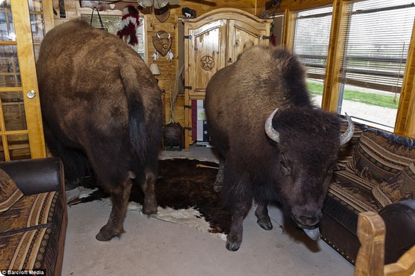 Бизоны, живущие в доме «Заклинателя буйволов»
