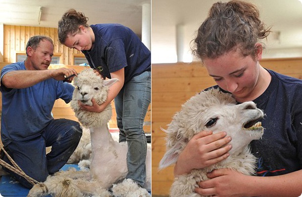 На австрийской ферме альпак подстригли в ретро-стиле!