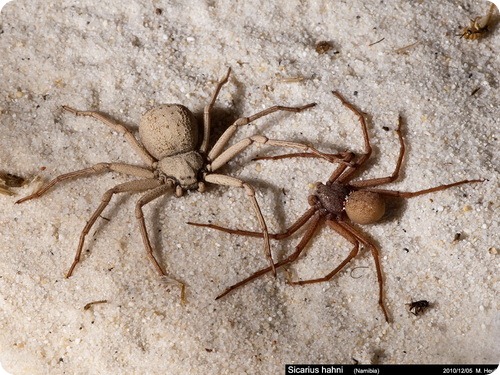 Шестиглазый песочный паук - Sicarius hahni