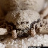 Шестиглазый песочный паук