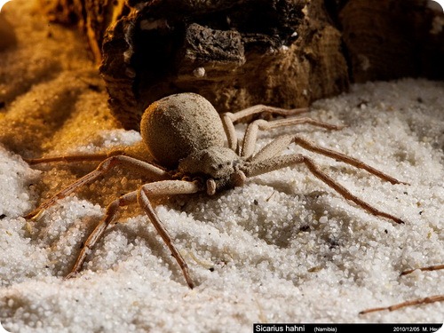 Шестиглазый песочный паук - Sicarius hahni