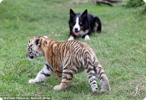 Соло: собака – укротитель тигров
