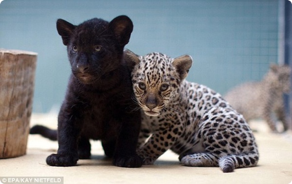 В Берлинском зоопарке родились детёныши ягуара