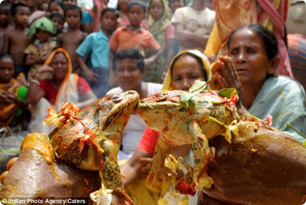 Бракосочетание лягушек в Индии!