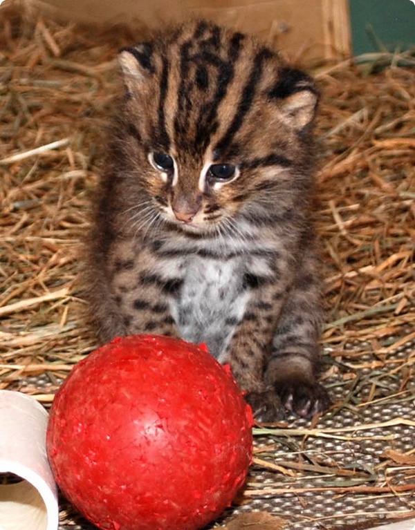 В Смитсоновском зоопарке родились детёныши кошки-рыболова
