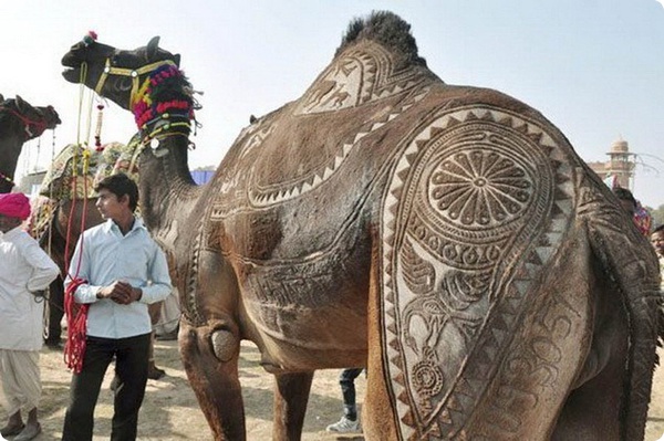 Верблюжий фестиваль в Индии