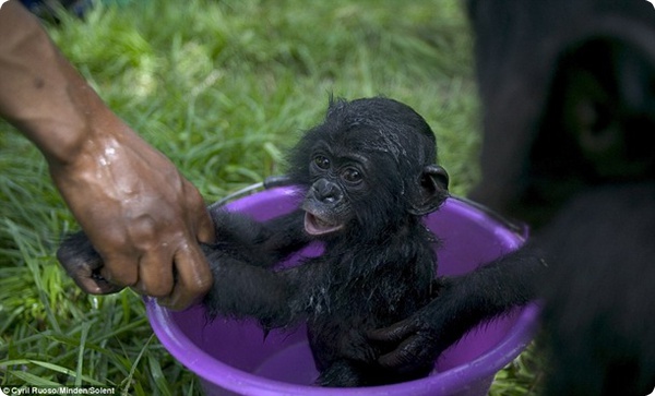 Центр по спасению шимпанзе в Конго