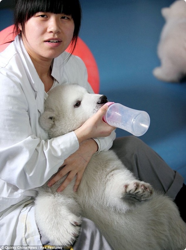 Белым медвежатам из Китая исполнилось 100 дней